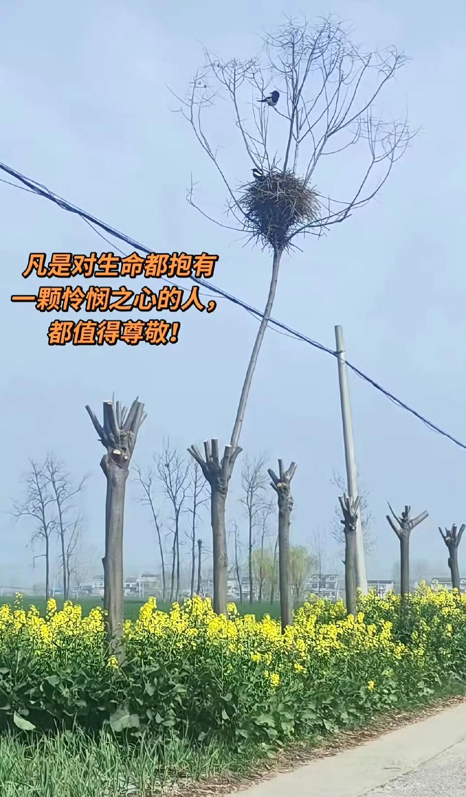 如果整棵树都不砍掉，是不是更完美？ ​​​