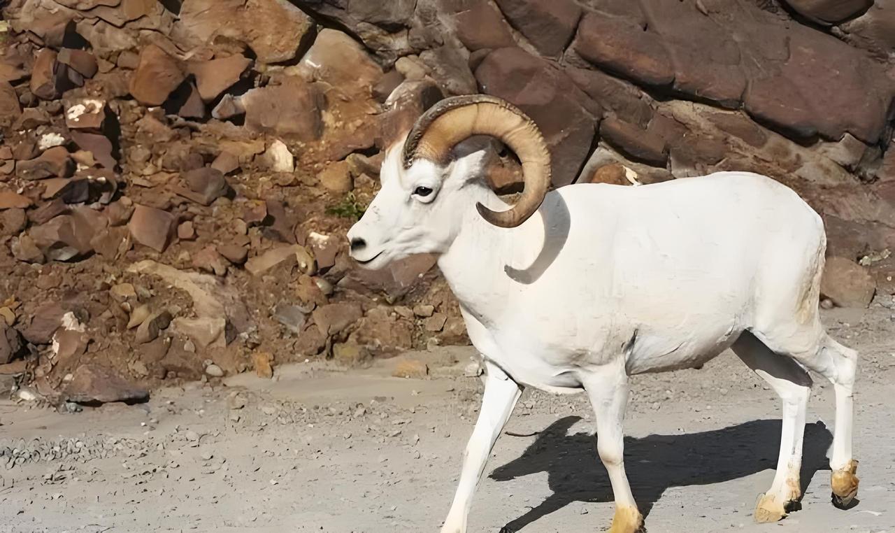 10月15日生肖羊 今日生肖运势提前天天看

今日农历龙年九月十三。未土在今日事