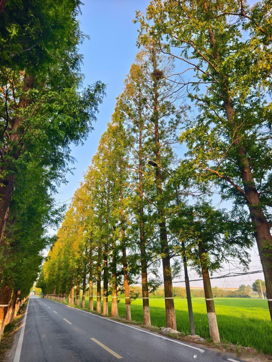 又是一个戴眼镜跑步的早晨。天空蔚蓝，但是跑步人最害怕的就是这种天。印象最深刻的一