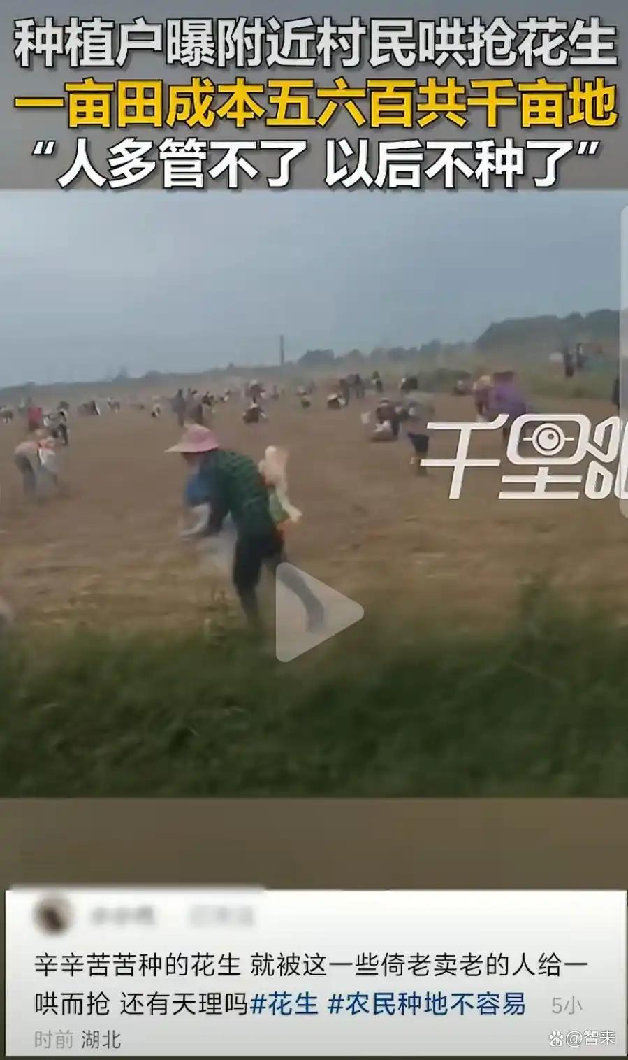 整年辛苦劳作，半天就被抢空！湖北，一千多亩花生田到了收获时节，成熟花生还未来得及