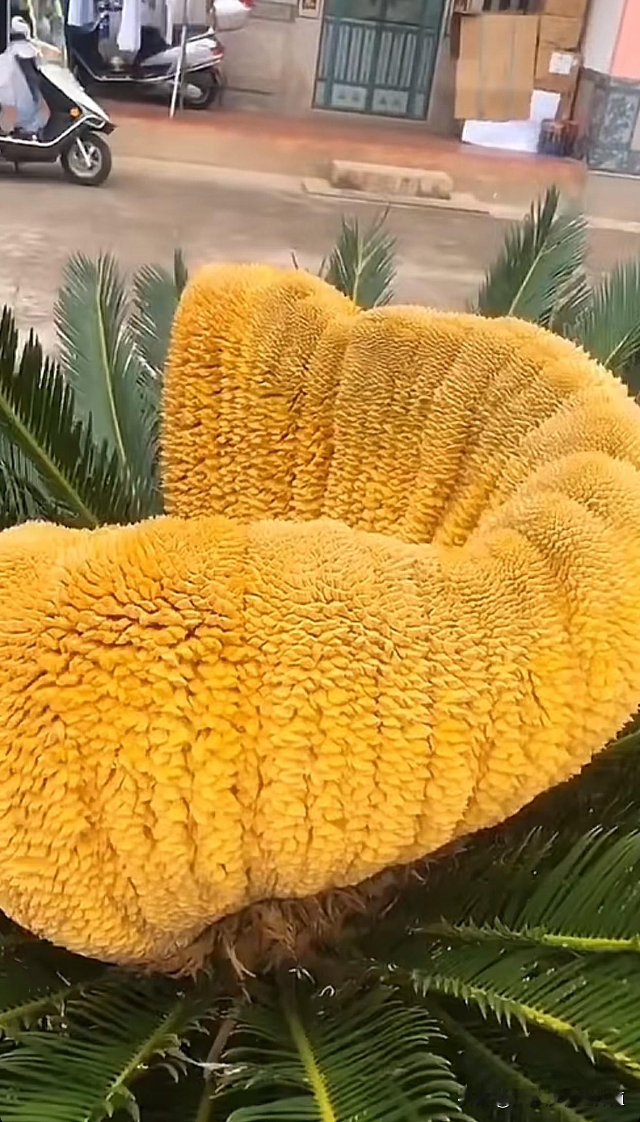 人们都说铁树开花难得一见，
这不今天就见到了！
铁树开花，
好运连连！
铁树花香