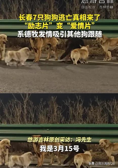 真是没想到，一群狗狗回家的故事竟然反转啦！前不久，网上沸沸扬扬宣称的7只狗狗，从