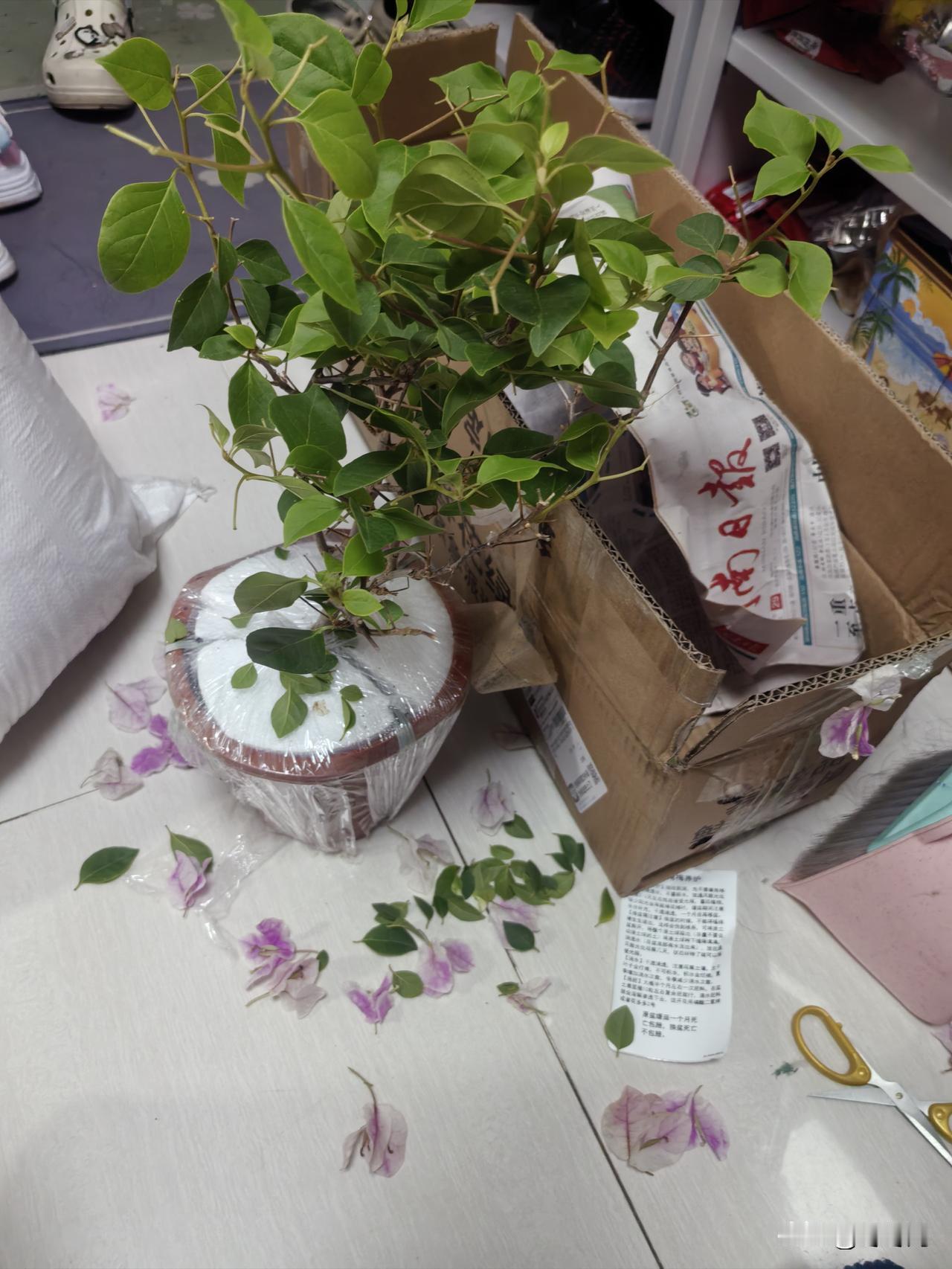 我也算有出息了，居然会跟商家划价了
昨我在拼多多网上买的三角梅到货了，满心欢喜地