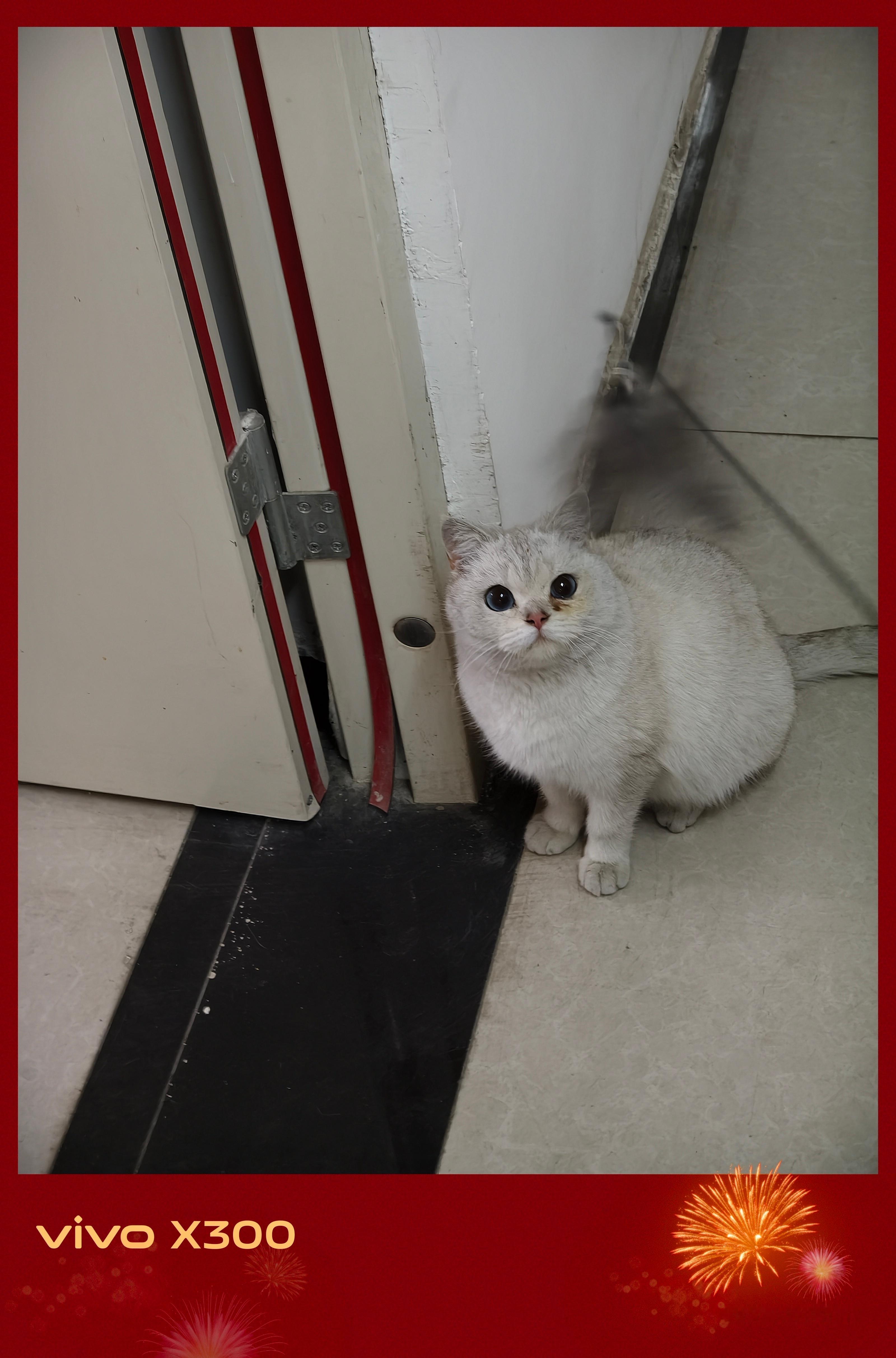 晚上要去接猫咪回家了 