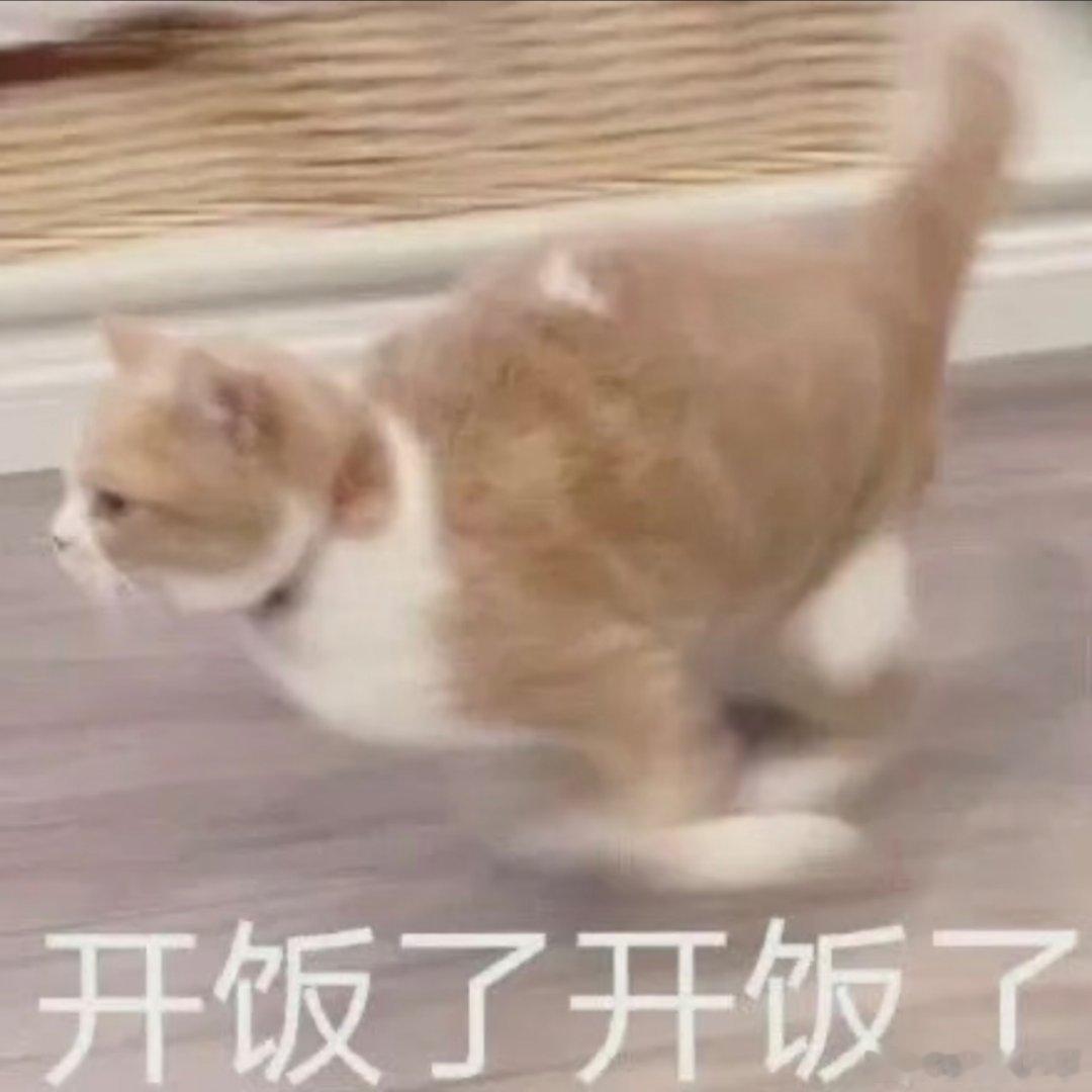 猫咪表情包。 