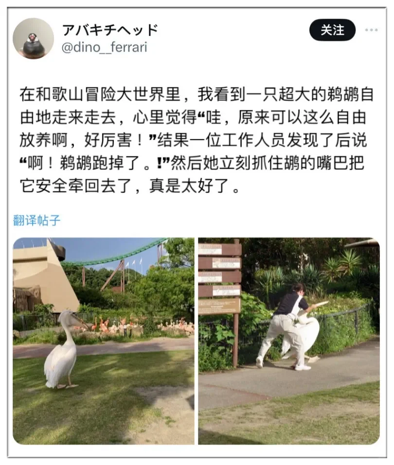 鹈鹕：尼玛的....