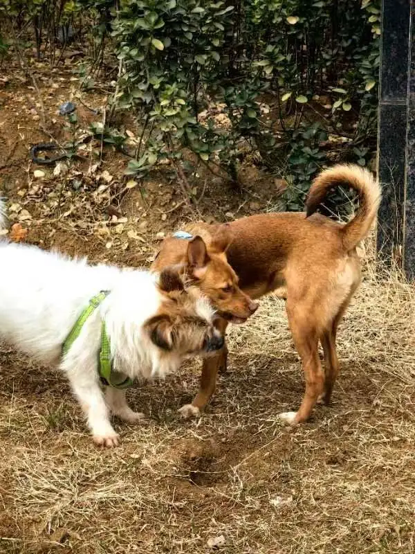 山东枣庄寻狗