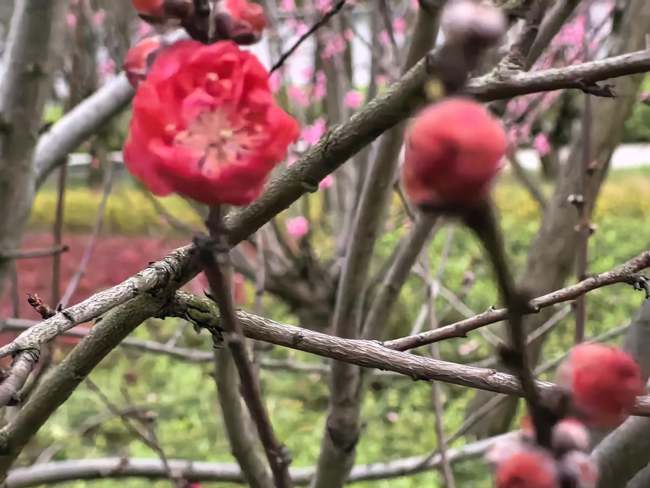 红蕾待放，粉花初开，一草一木都在诉说春的浪漫。