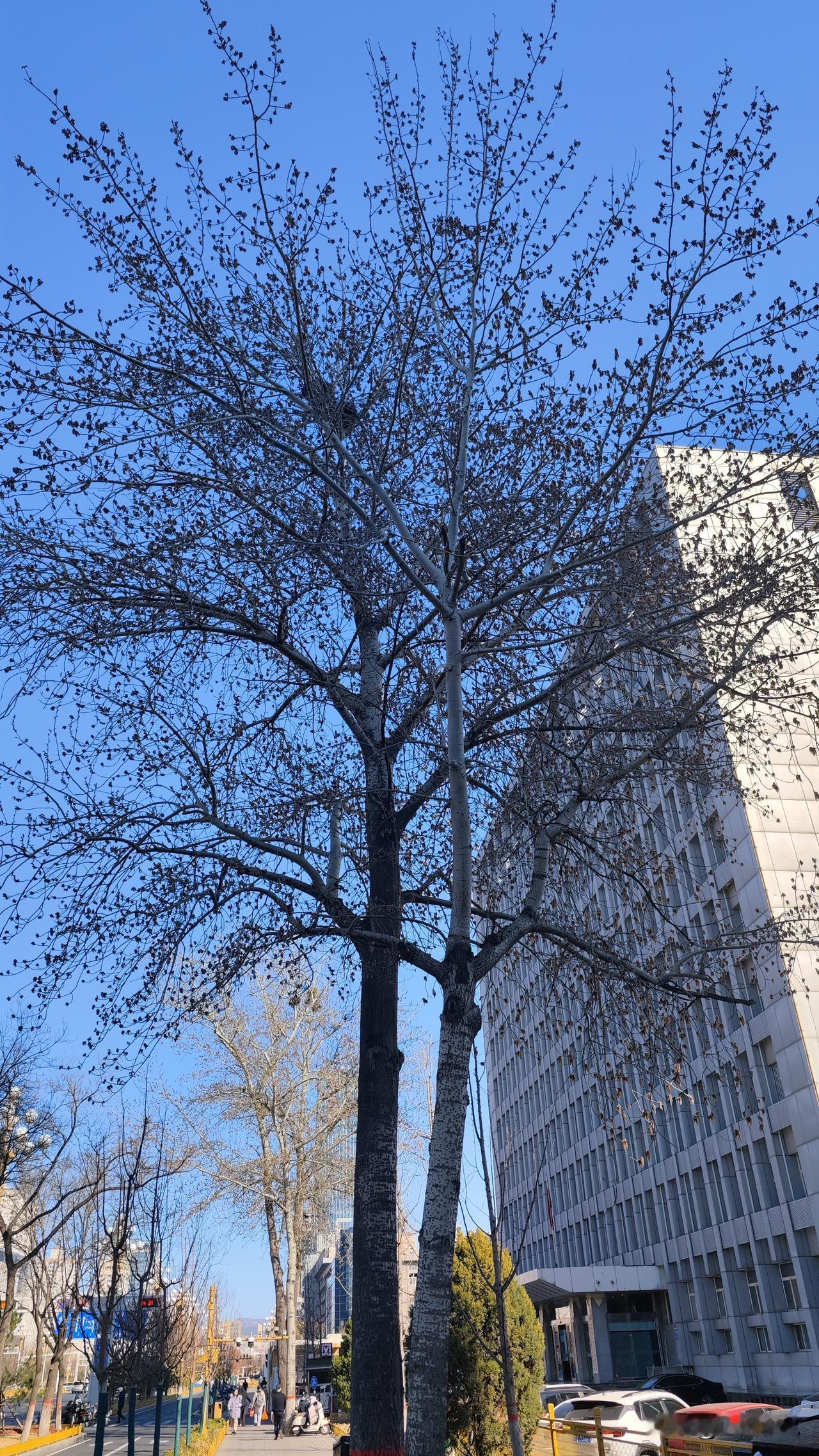 太原街头惊现“毛毛虫”！原来春天悄悄来了
迎泽大街的白杨树开花了，满树挂着红褐色