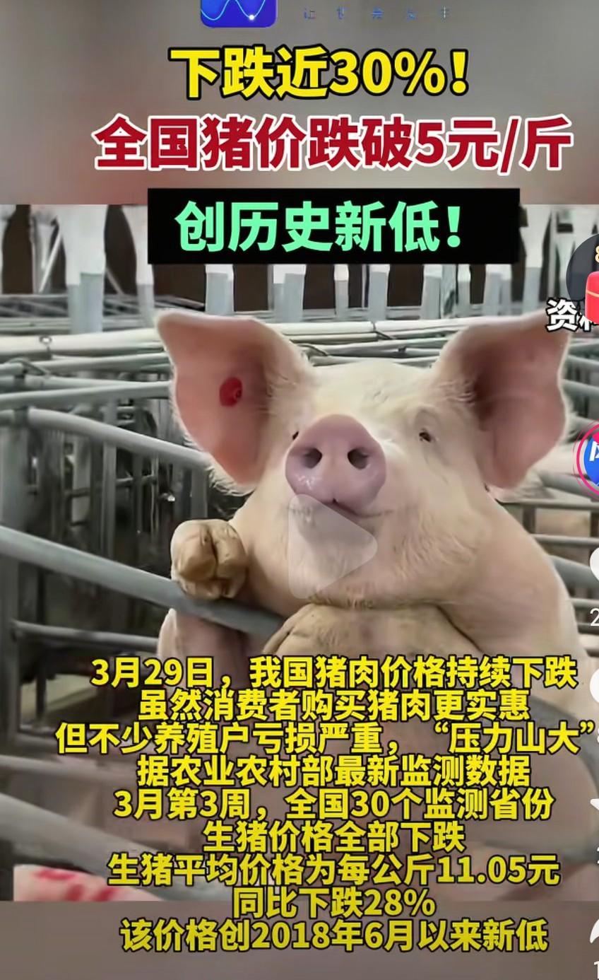 猪肉价格又回到了历史低点啊，可是猪肉价格都这么便宜了，为什么咱们吃不到便宜的猪肉