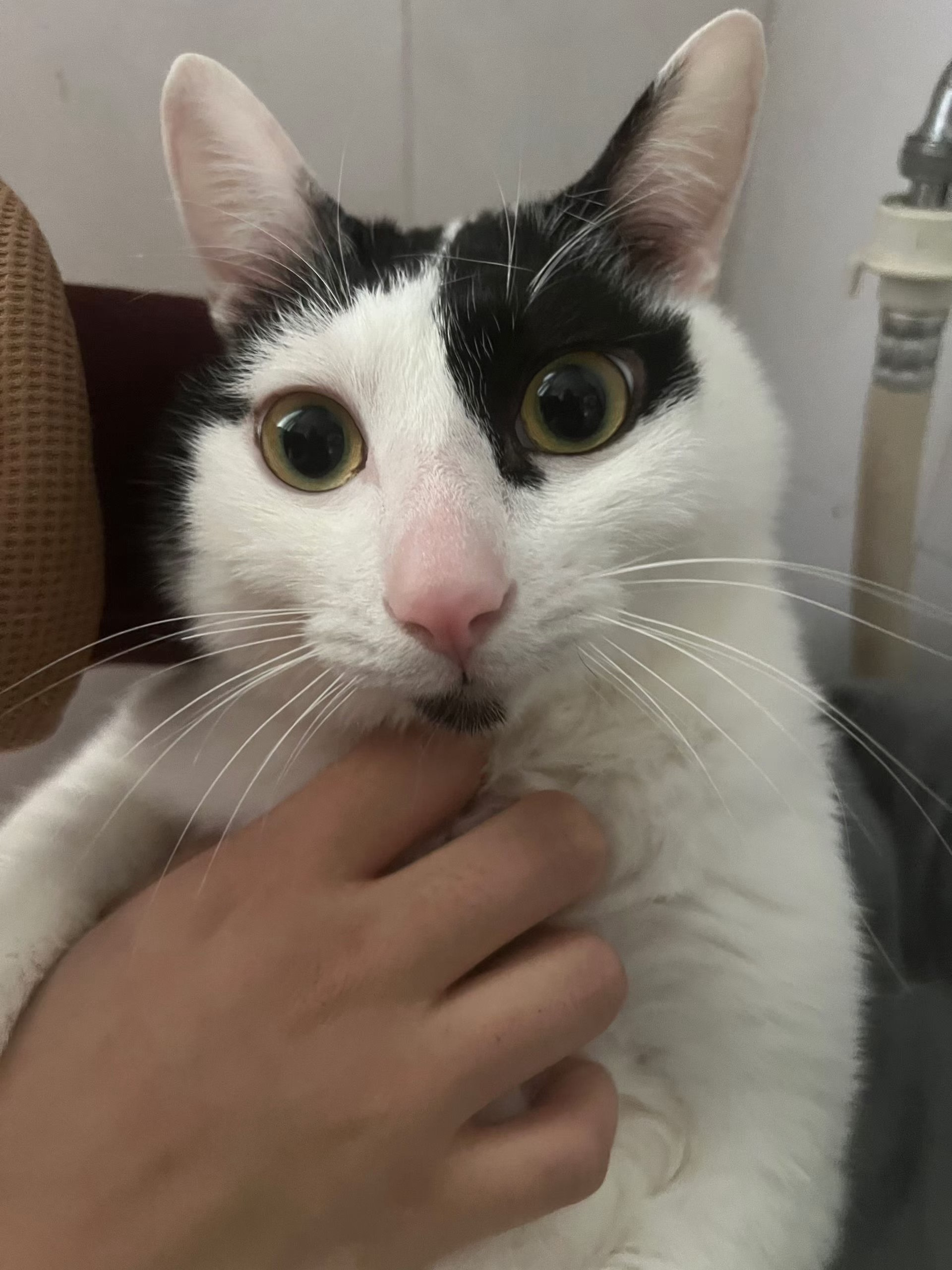 表情包自取 