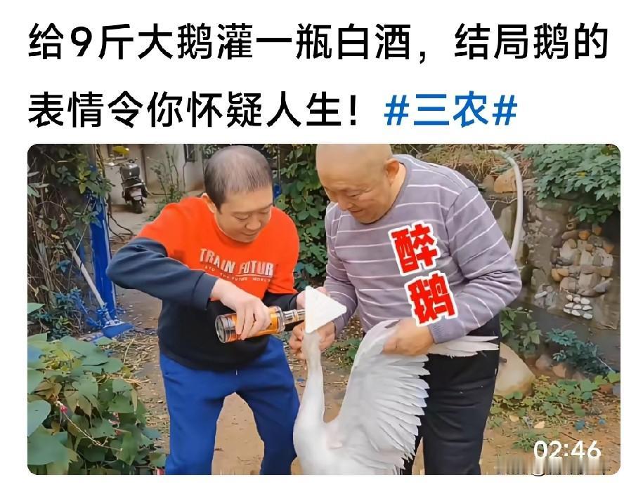 拒绝虐杀：请给动物最后的尊重——

刚刚在视频里看到的一幕，像一根刺一样扎在我的