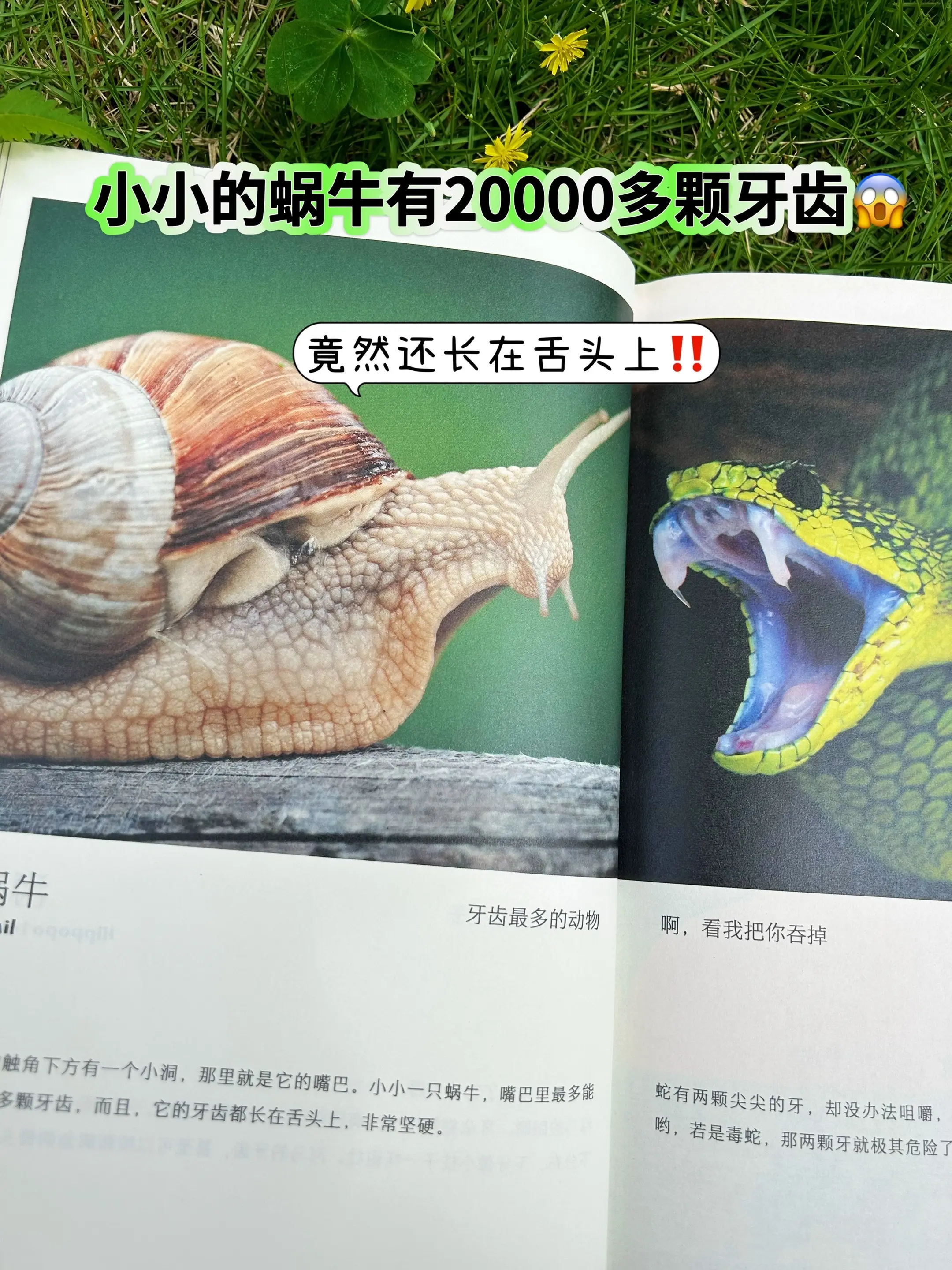 哇！儿子打开就挪不开眼‼️。一座移动的自然博物馆，高清大图实拍，视觉冲...