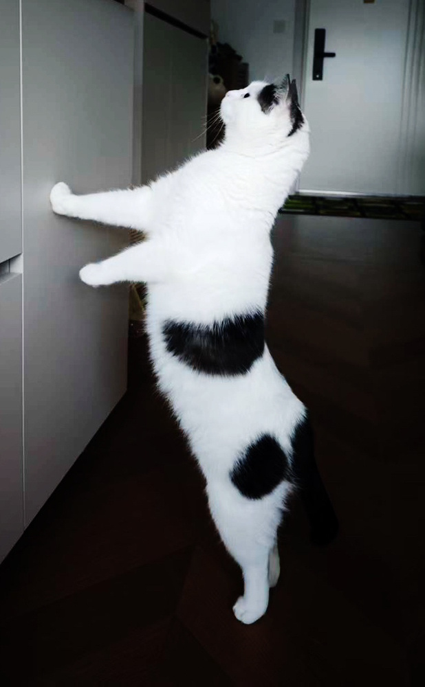 我的尾巴呢？你拿走了吗？daily奶牛猫奶粉投稿