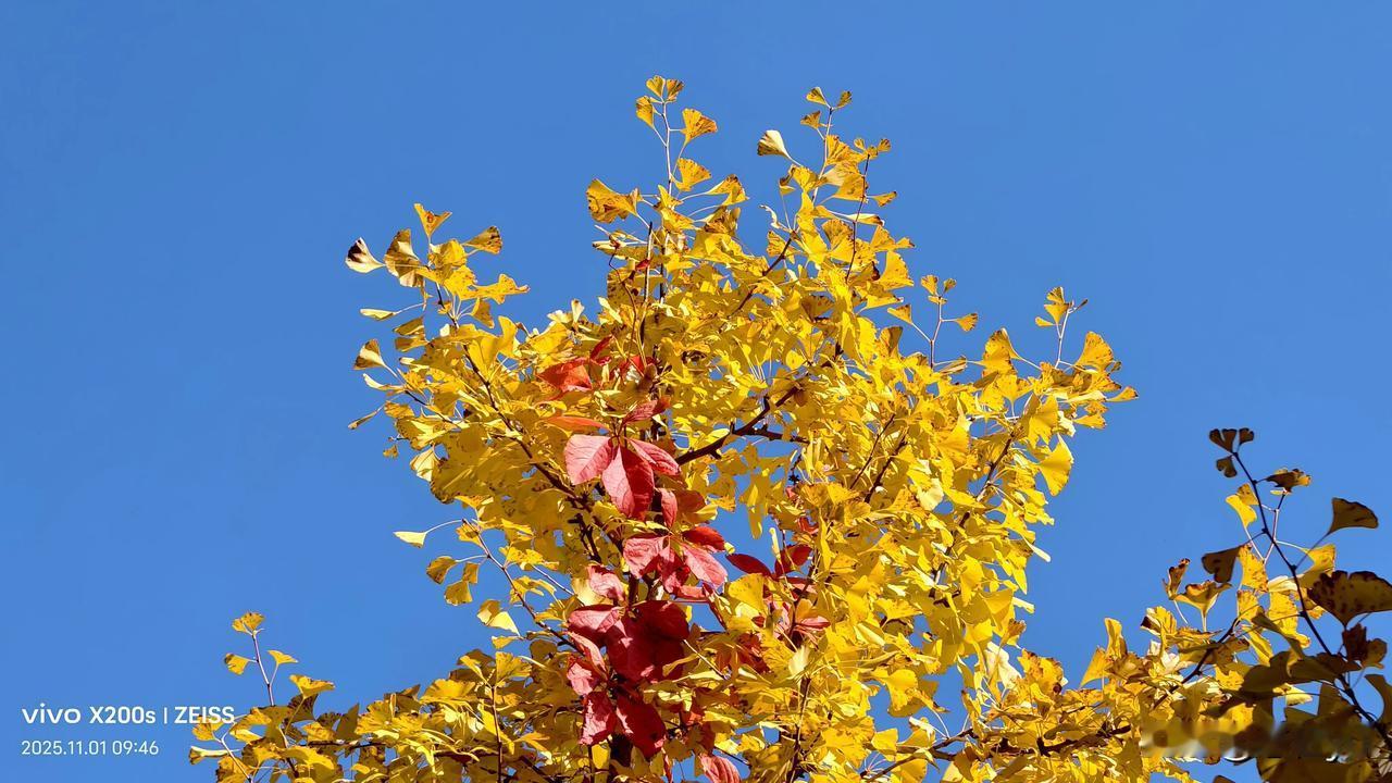 大连今日美图。在小区散步，拍得几种植物多张照片，五彩斑斓，赏心悦目，美不胜收，分