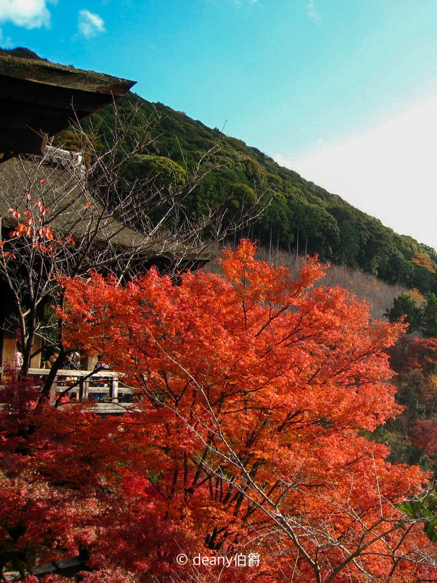 京都红叶🍁清水寺