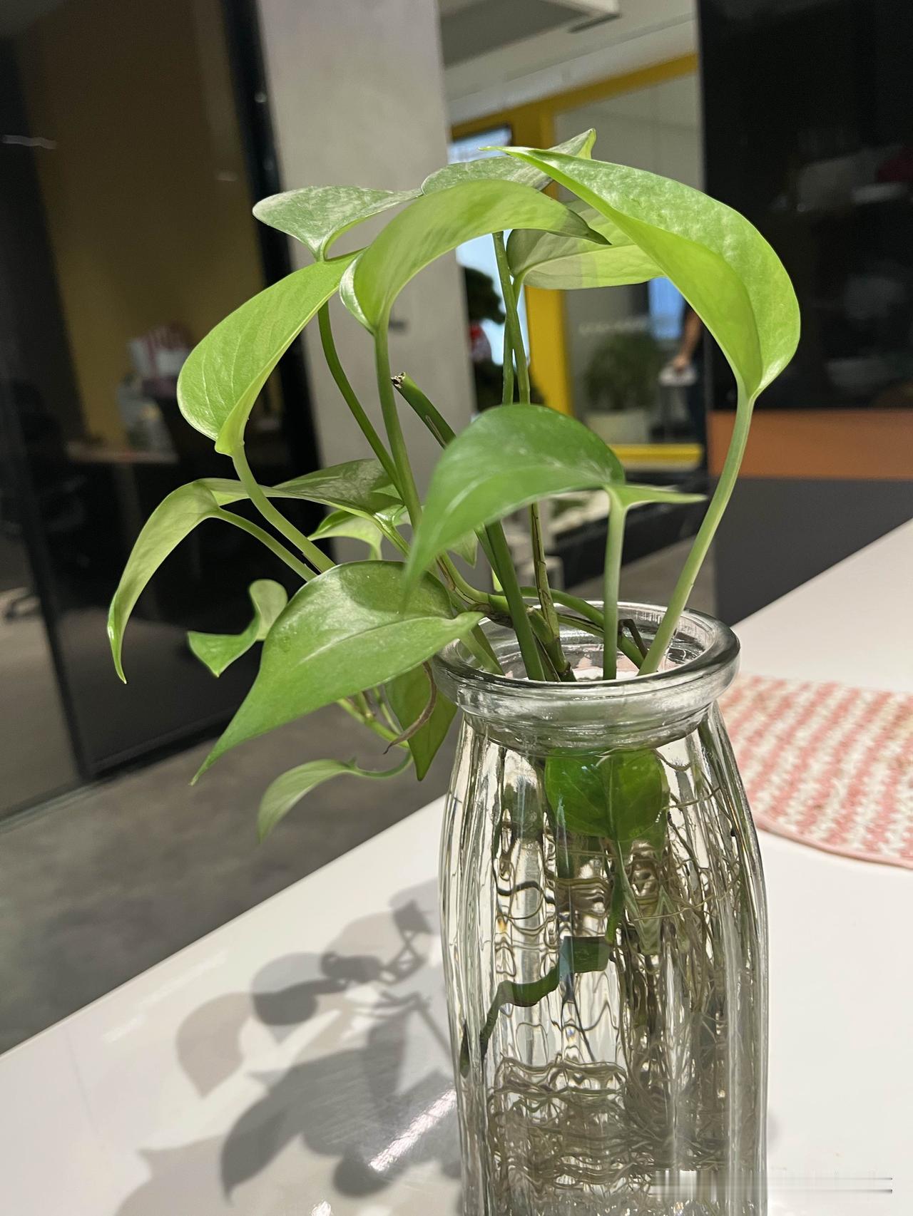 这么大的鱼泡第一次见。

临近中午，我正在烧菜，门“吱呀”一声打开，随着老板娘的