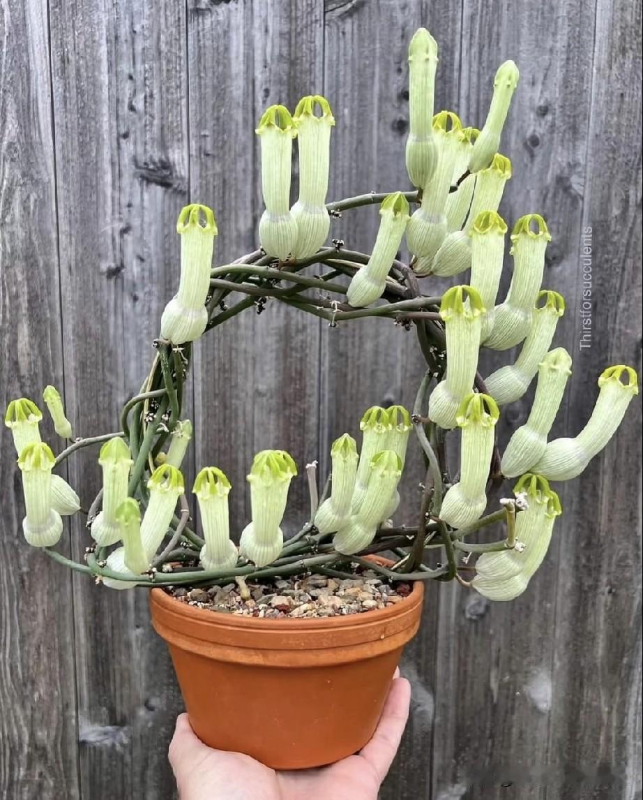这是什么植物？