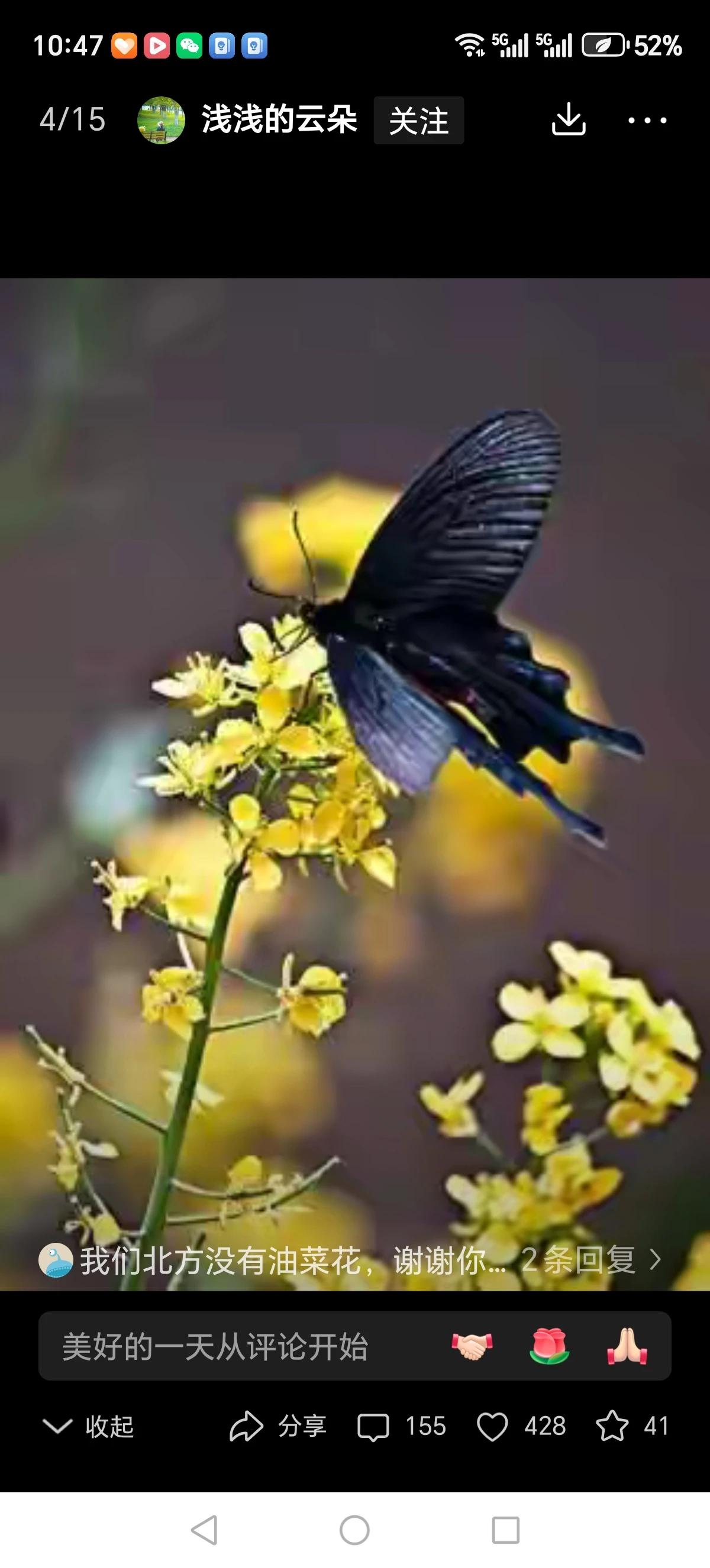 油菜花中蝴蝶飞，
满园春色迎春归。
我这春雪戏红灯，
喜迎春芽露笑容。
