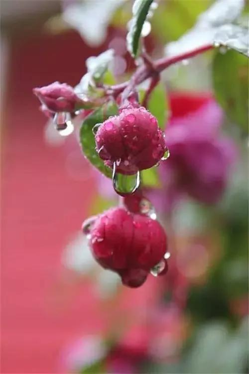 上联：桃花带雨芬芳溢；
下联：？？？