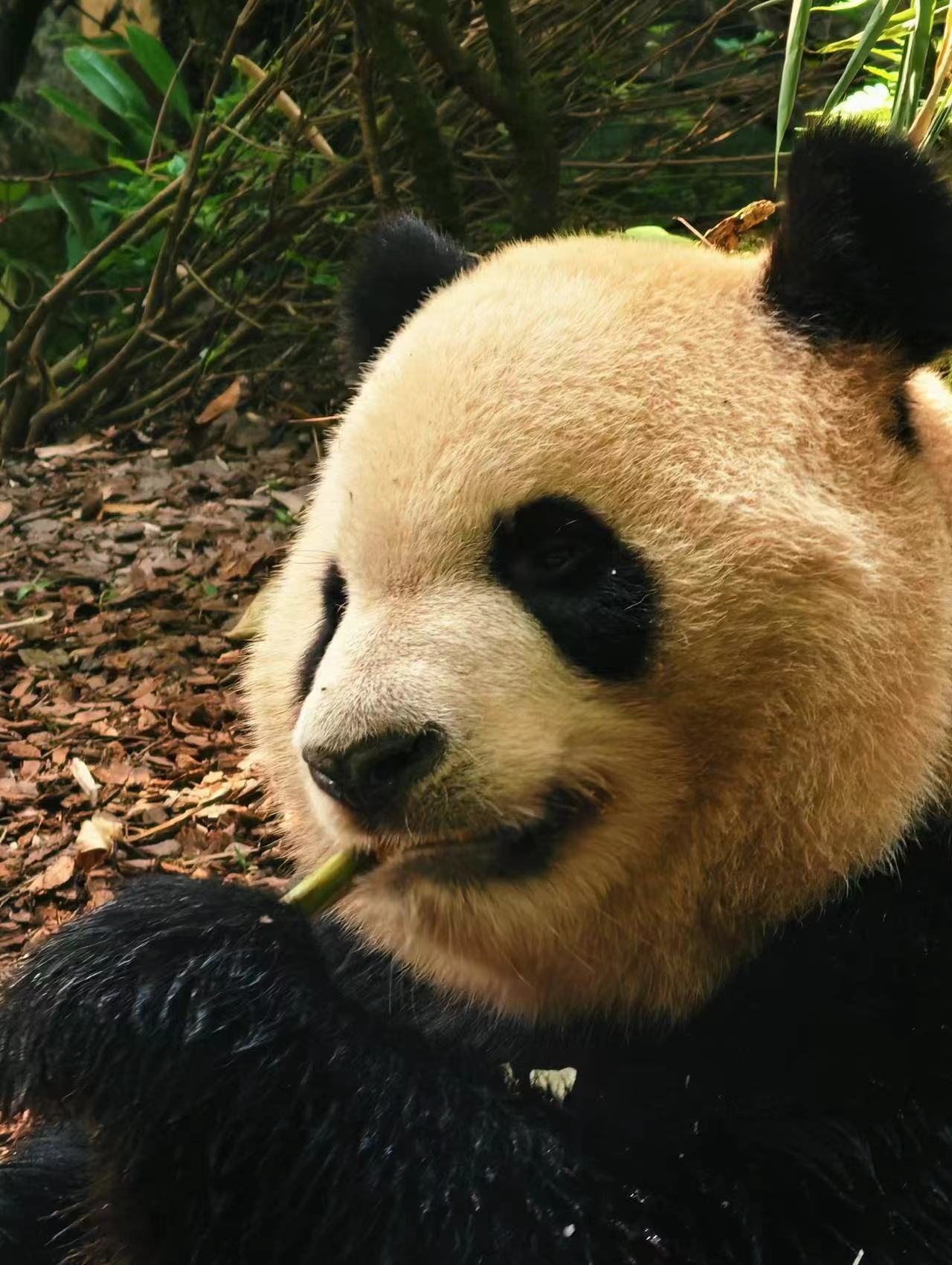 #你认为哪款神兽最中国# 个人就感觉熊猫还是非常的适合我们中国，而且也是我们中国