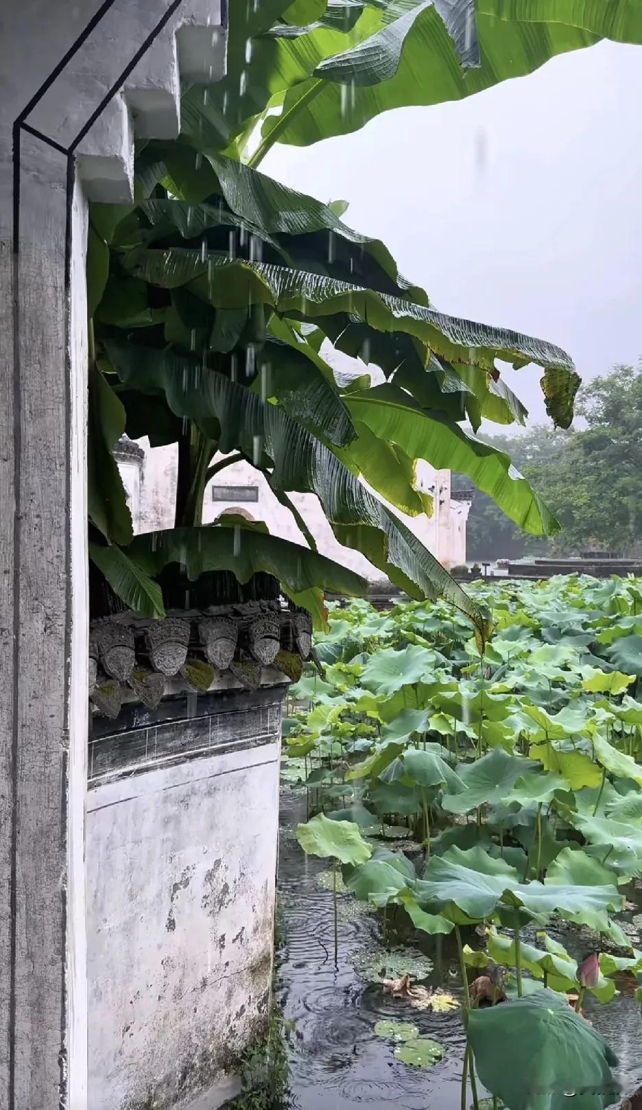 我几乎走遍了全中国
独爱徽州的山水
特别是雨天，坐在窗前发呆观雨
看门前小桥流水