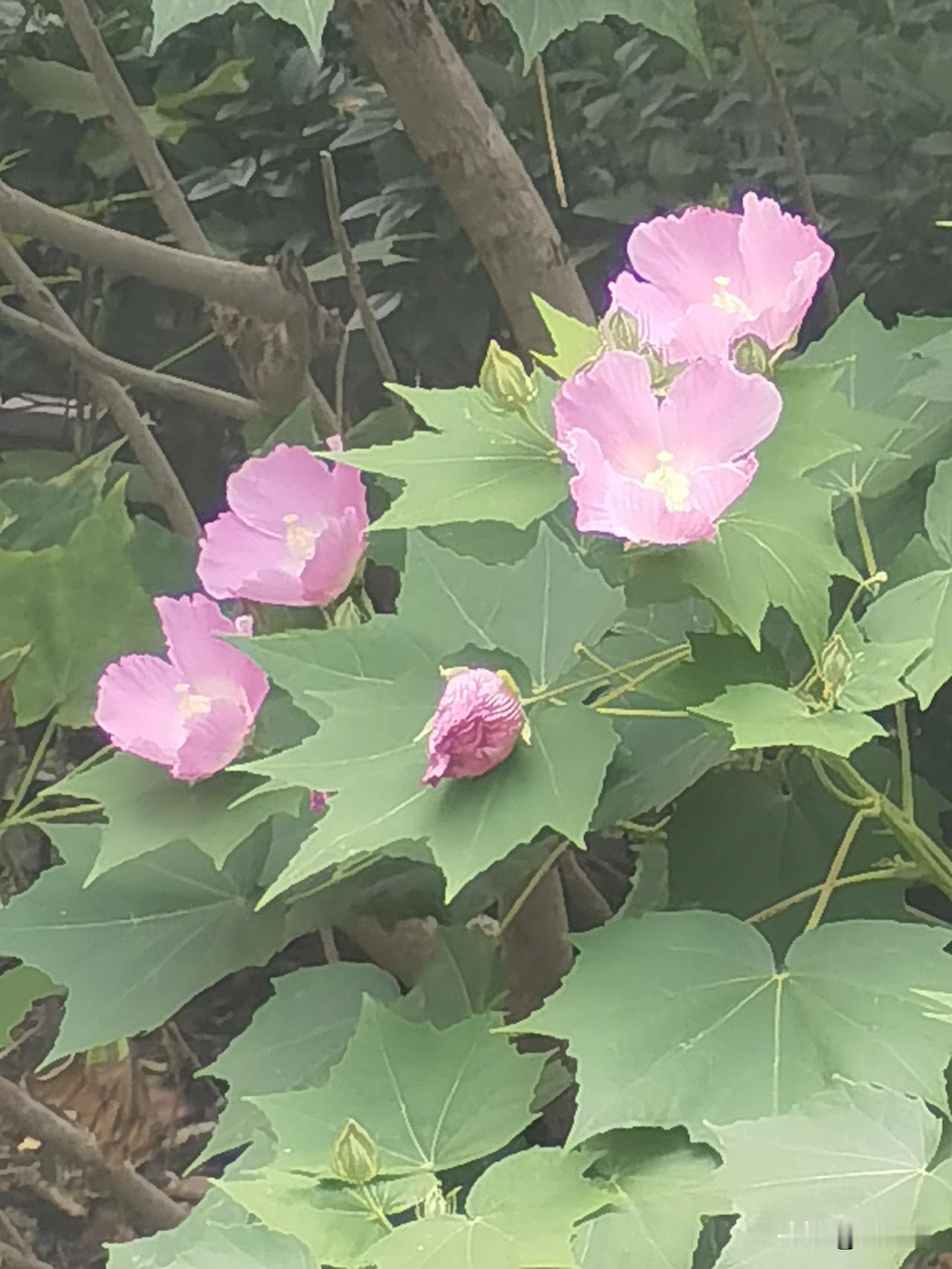 芙蓉花的花朵硕大，花瓣有单或重瓣，形态优美。它一般在秋季开花，花期是8-10月。