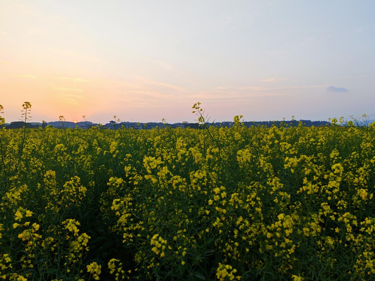 分享一张随手拍