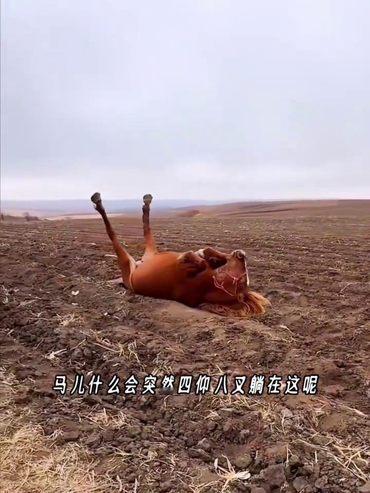 救助马儿。
这是镜头记录下真实的一幕，一匹马儿拦住了挖掘机的去路，试图想让车上的