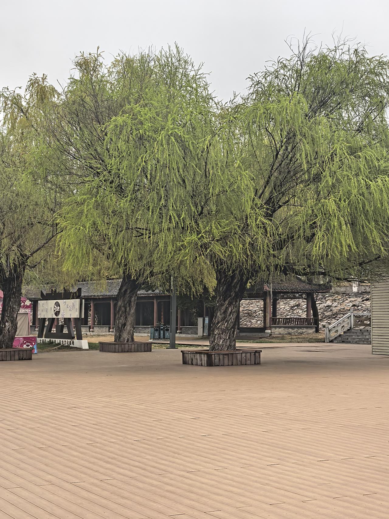 一句话记录春日心情春日柳枝轻拂，木栈道静谧延伸，这份宁静美好值得珍藏。