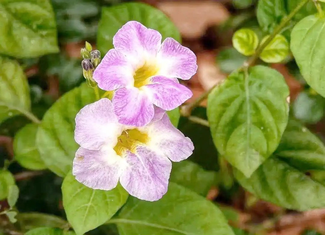 ‎种植 花叶十万错是爵床科植物，喜温暖湿润，怕冷怕积水。养护核心是多晒太阳、控水