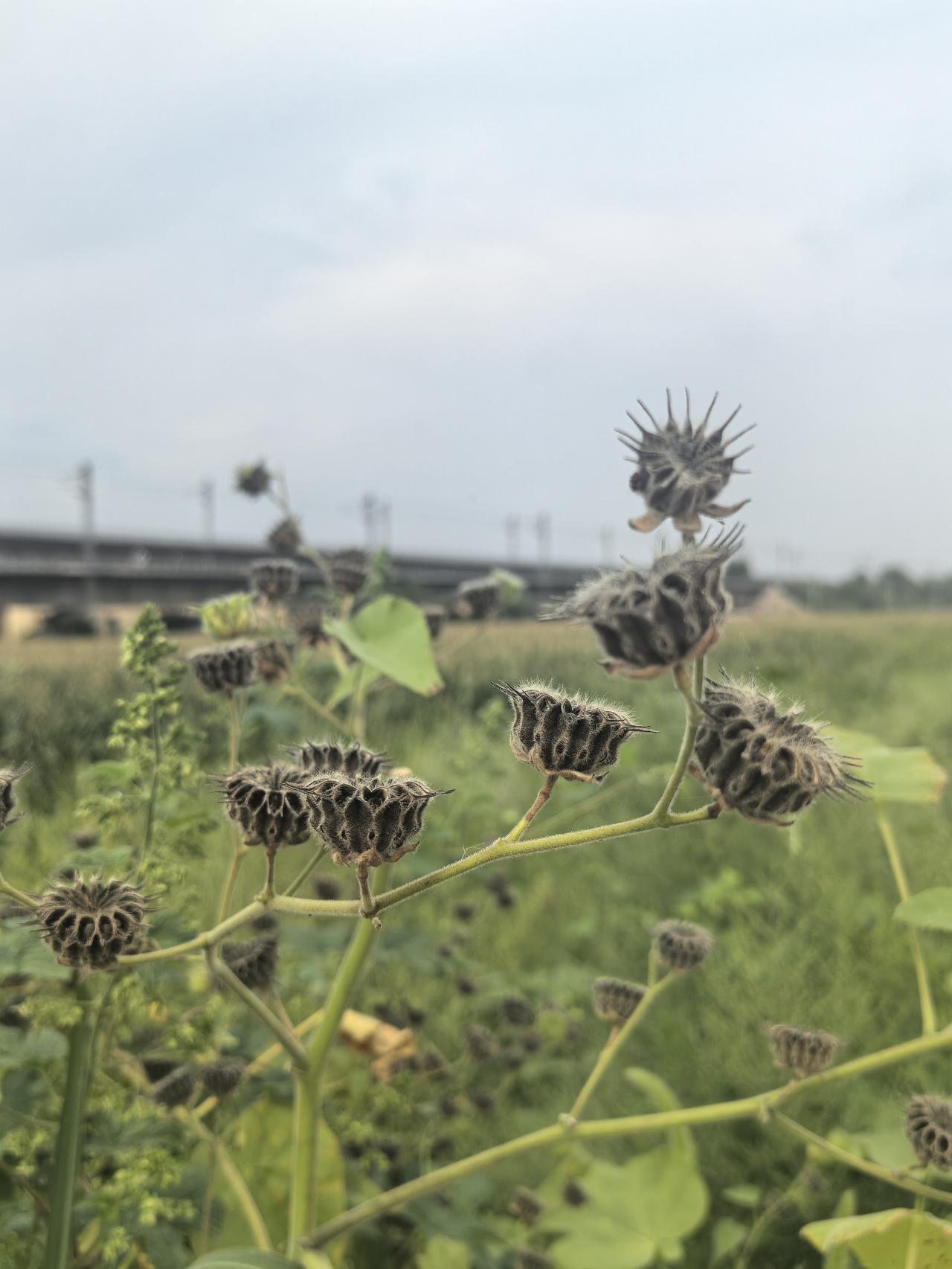 在田野里看到了这类植物，叫不出它的名字。
请问友友们这是什么植物呢？