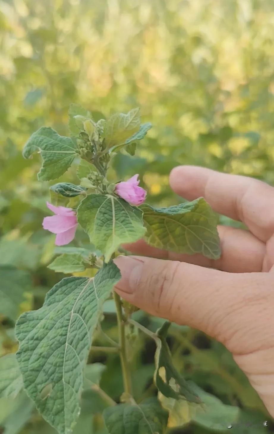 如果你在生话中想找一棵铁打的植物，其实一点都不难，在我们身边随处都能找到，就比如