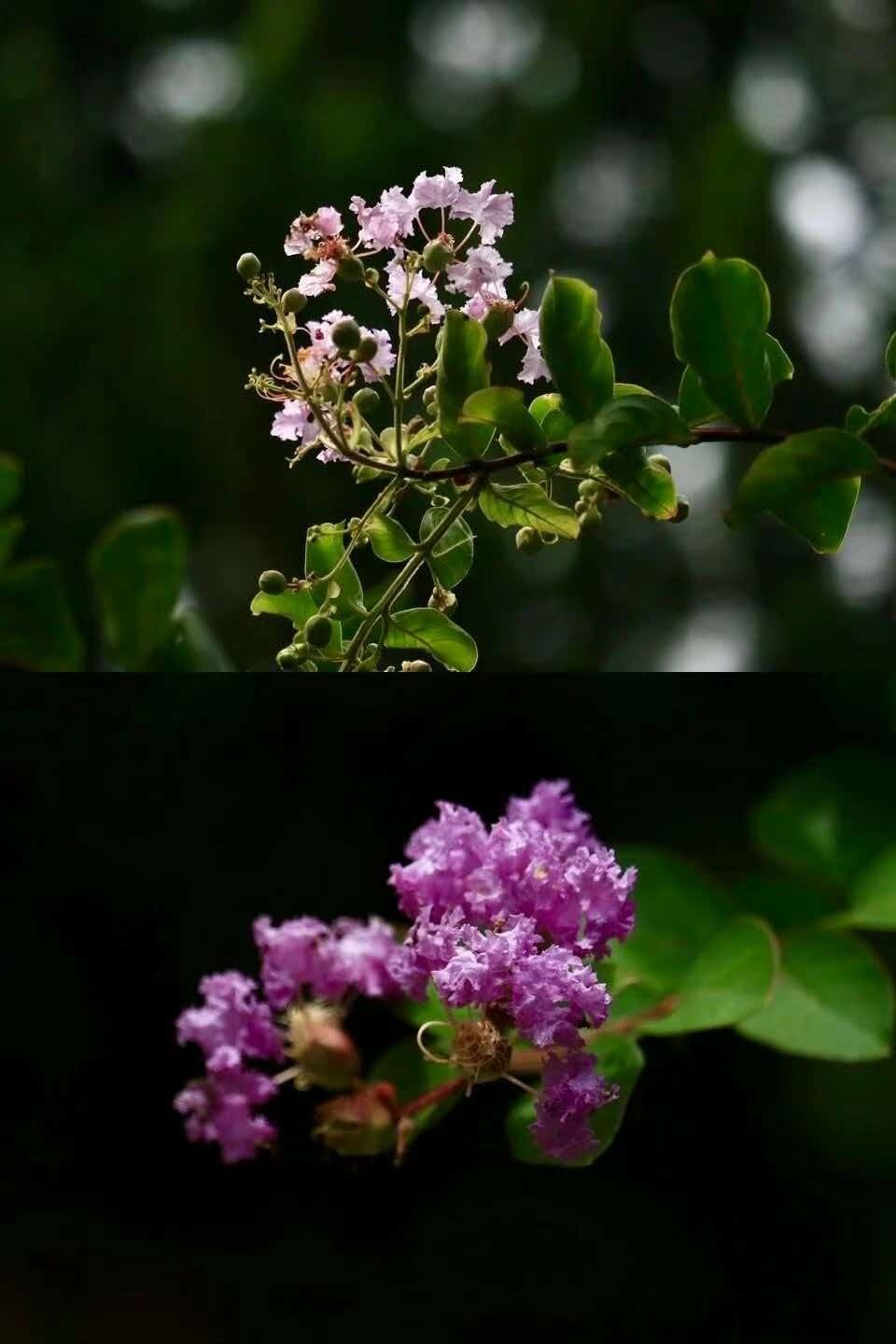 来武汉过周末 时值夏末秋初，武汉植物园内紫薇花期正好，白、粉、紫各色花穗缀满枝头
