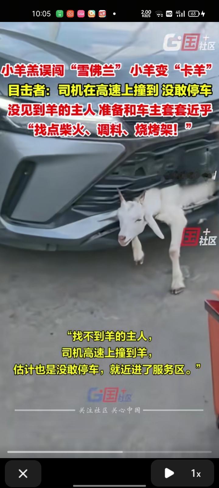 9月11日，信阳市罗山县。网友发视频表示，一只小羊羔误闯“雪佛兰”卡在车头里，当