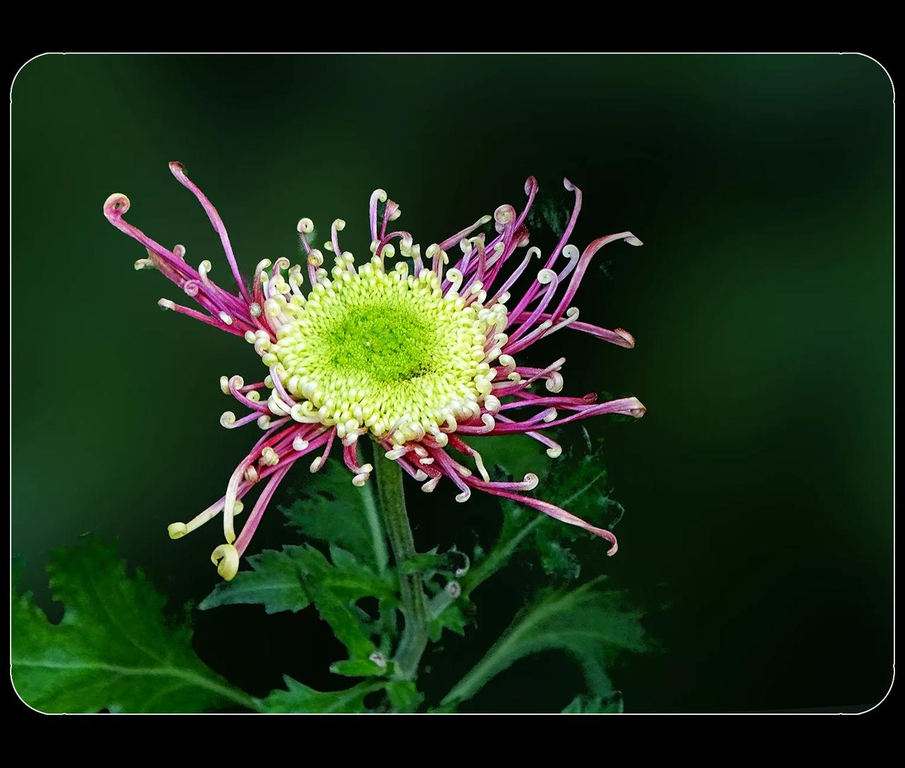 《秋菊》
在成都人民公园拍的这种秋菊，样子也是挺奇怪的，不知道叫什么名字。

【