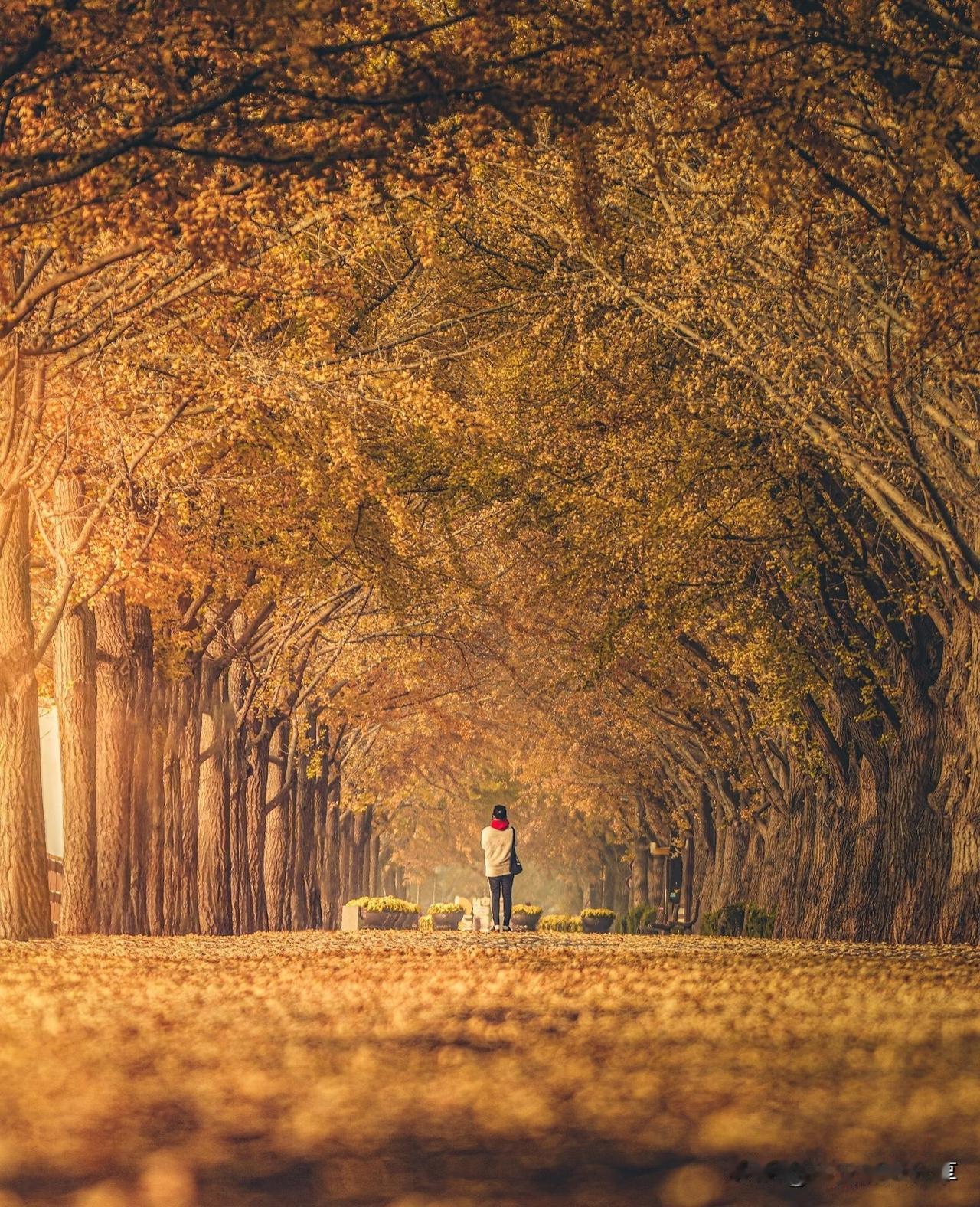 黄金大道——银杏