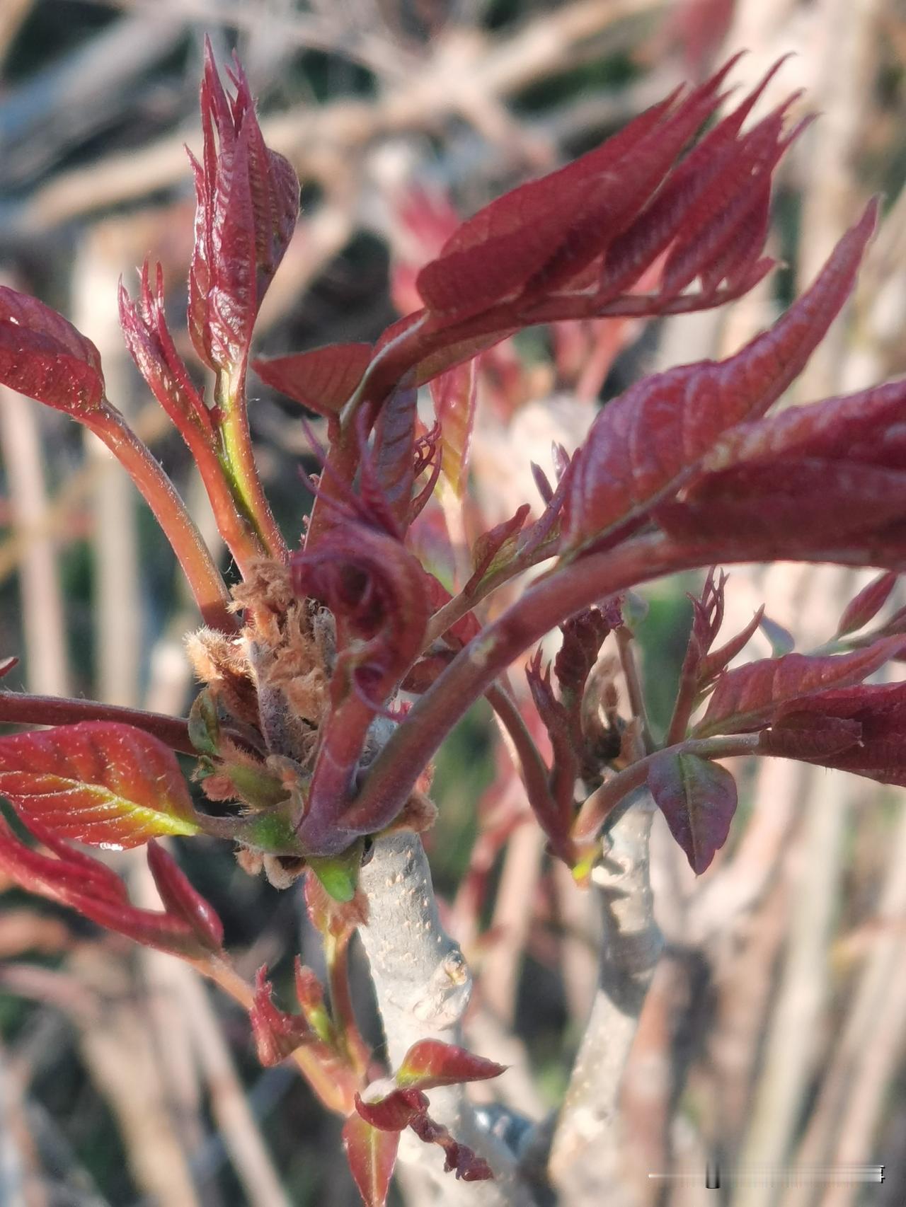 吃了一辈子香椿，第一次听说这个也有毒，不能生吃。
昨天掐了香椿芽，准备腌一些，再