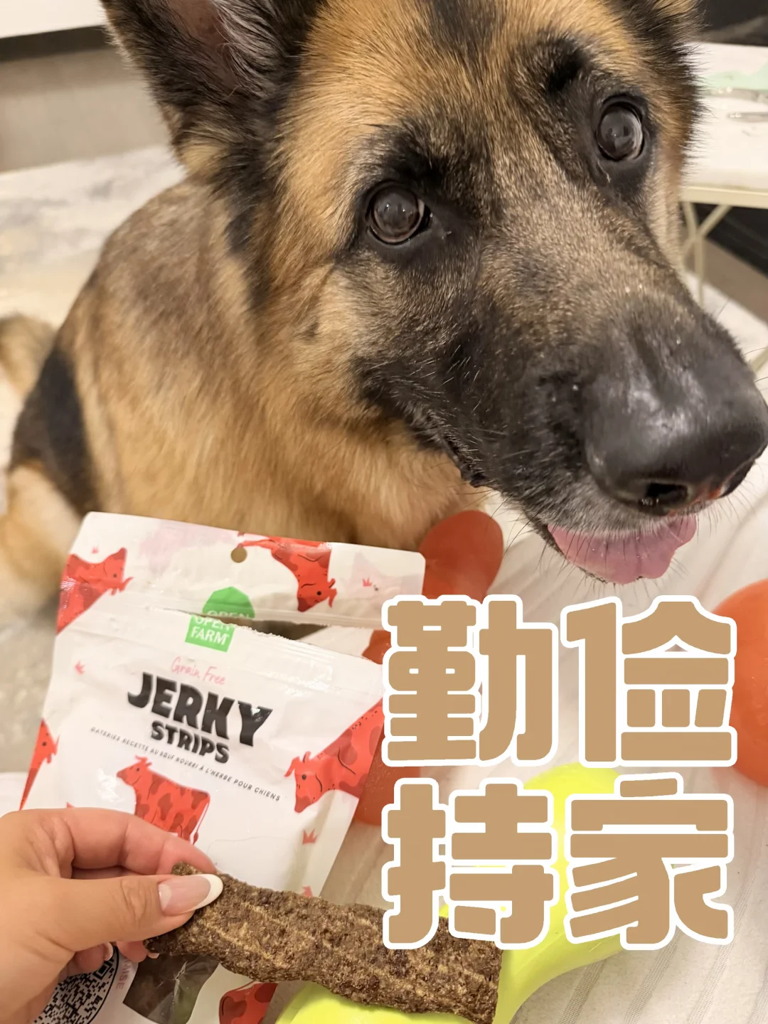 养宠人的精打细算✨😂