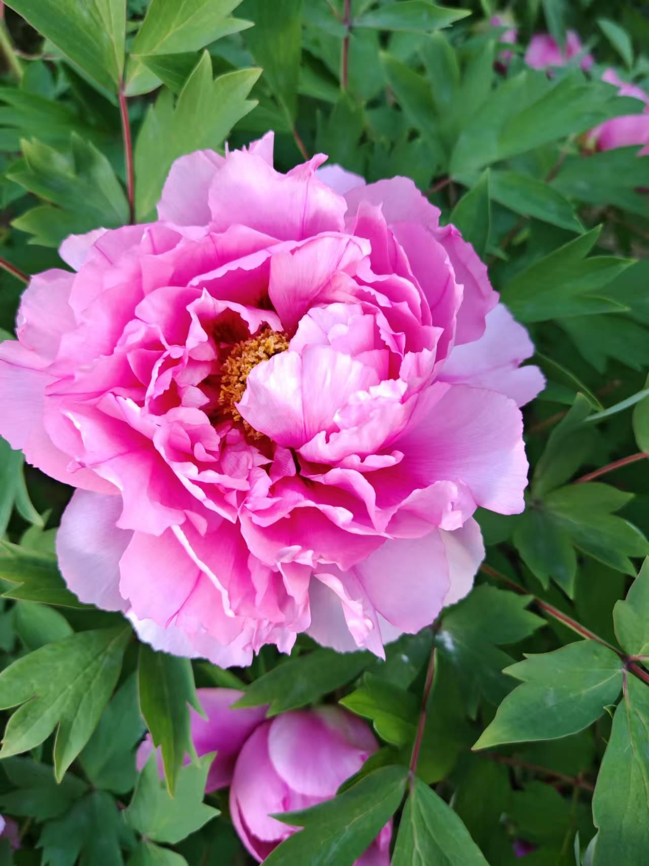 人若过了60岁，生活还有什么意思

退休三四年了，已成六十三四岁的老人，满头白发