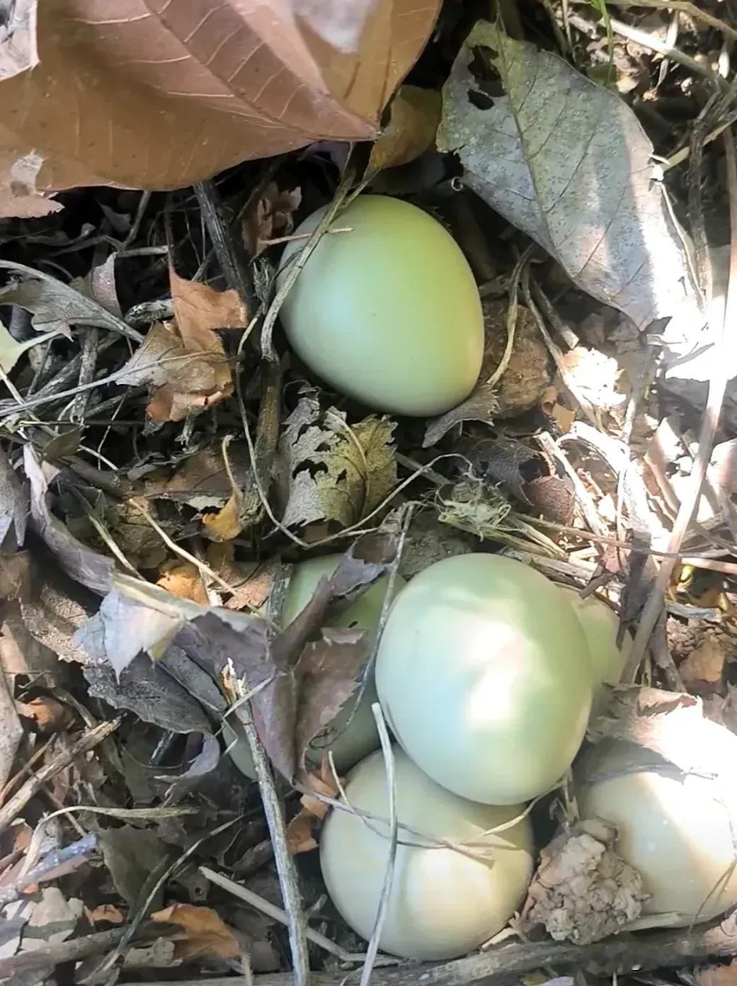 前两天回老家去果园里除草，在一棵树底下发现了一窝鸟蛋，猛一看我以为是鸟蛋，仔细看