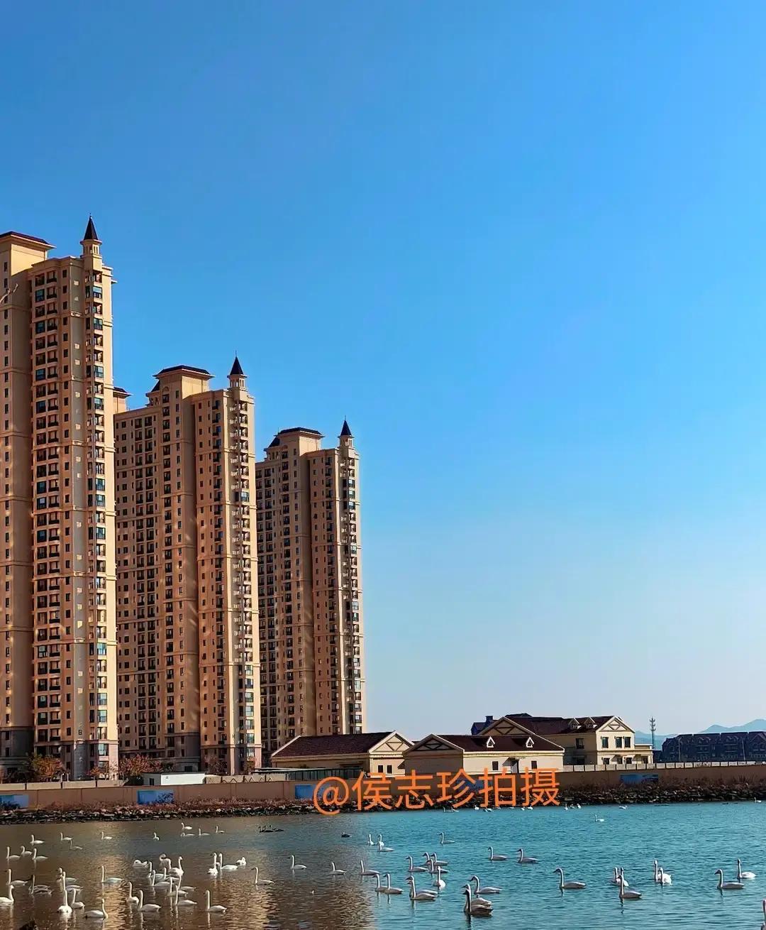 那香海的冬日序曲悄然奏响，成群的天鹅携风而来，碧海映素羽，暖阳裹浅浪，在岸边看着