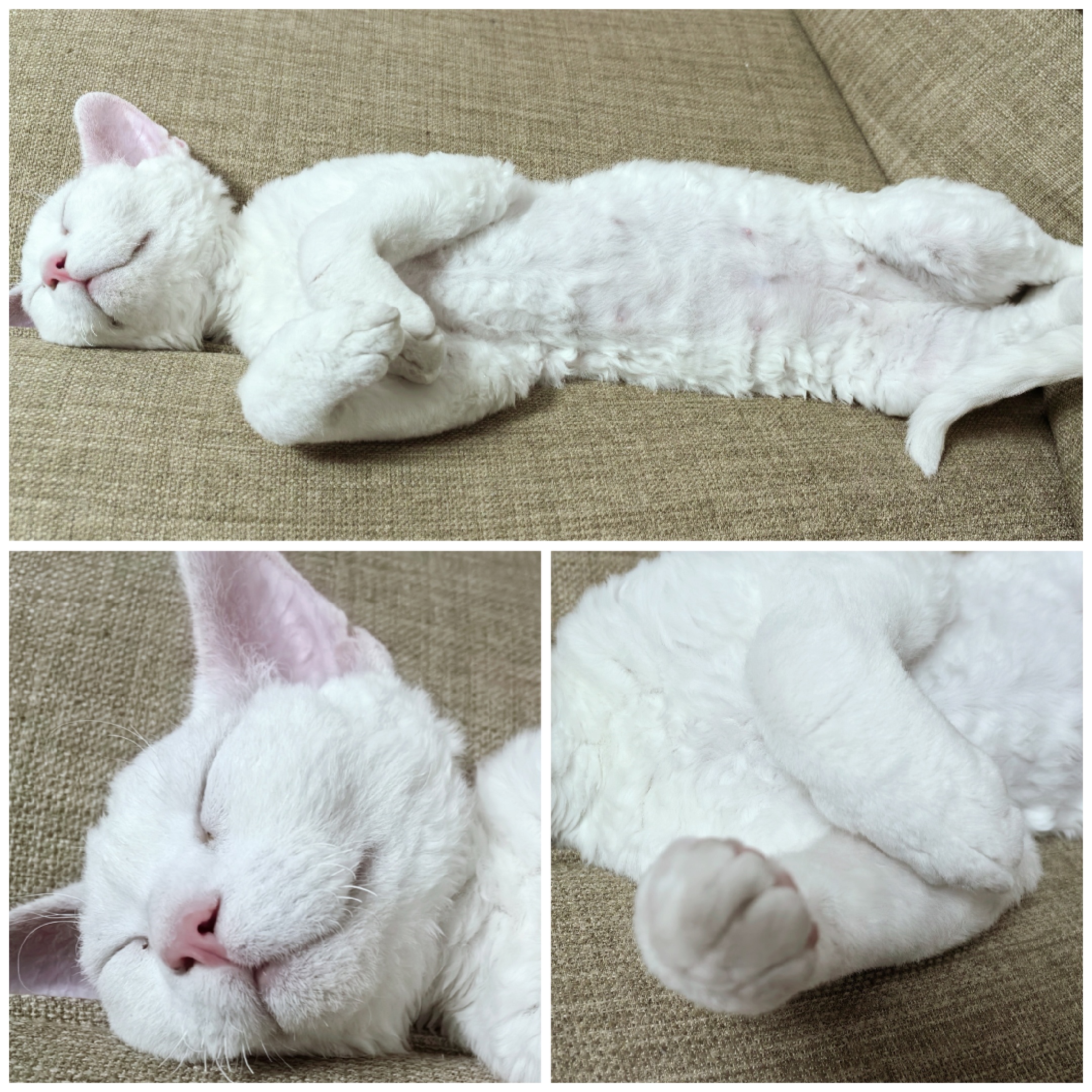 我三闺女又在沙发缝里睡着了～她也陪我们看了四集小今天～ 