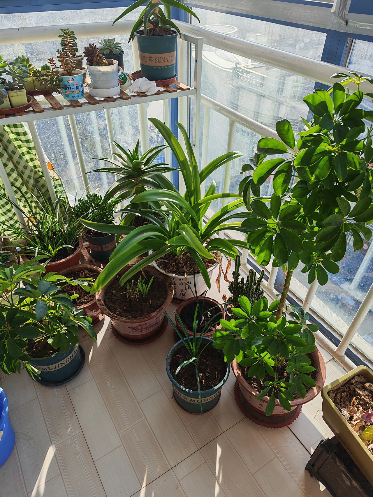 年年顺顺利利，求下联岁岁平平安安。