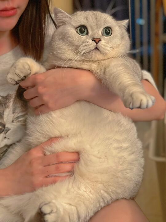 猫咪挑食怎么办？？？