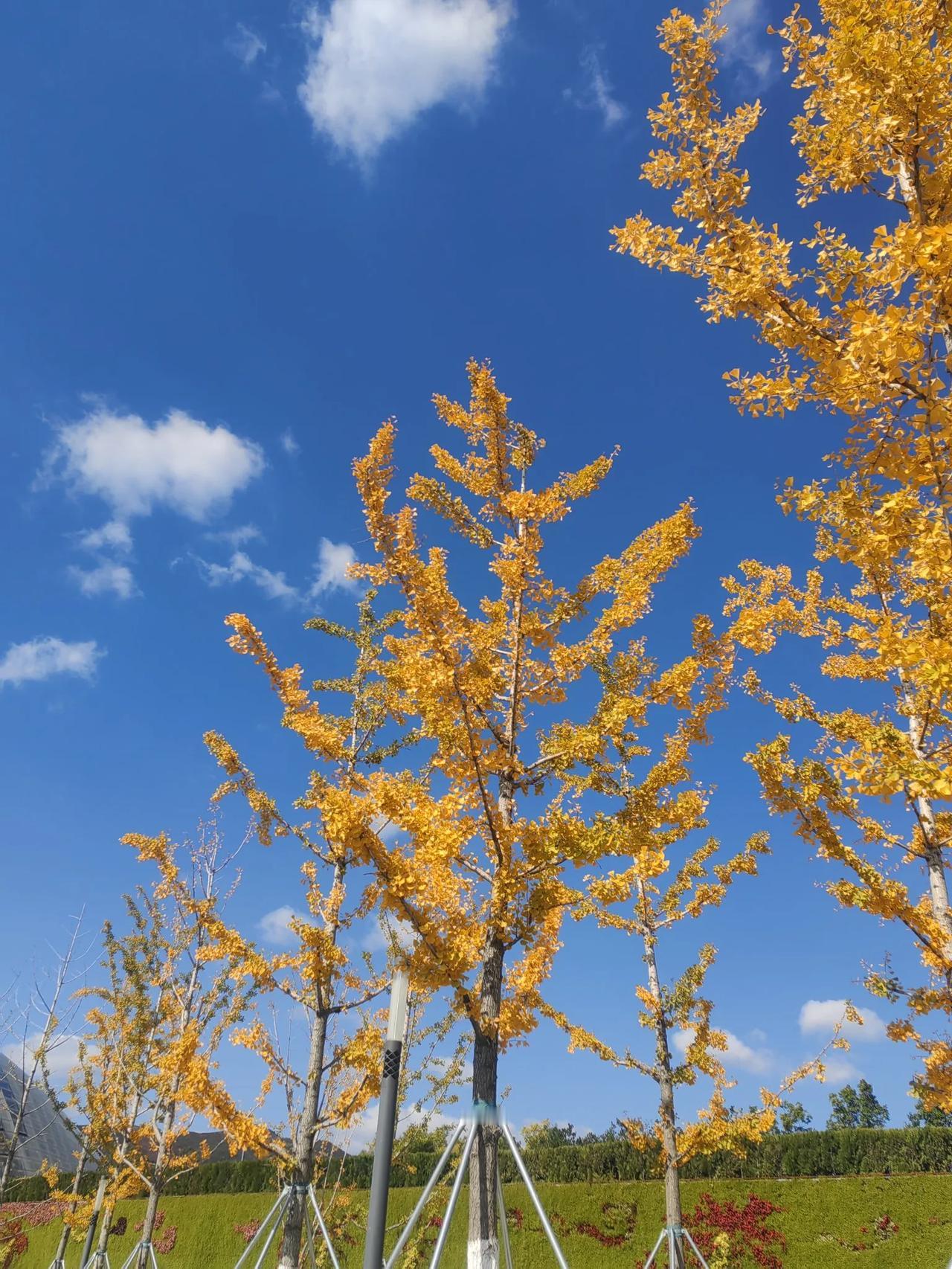 植物园一角