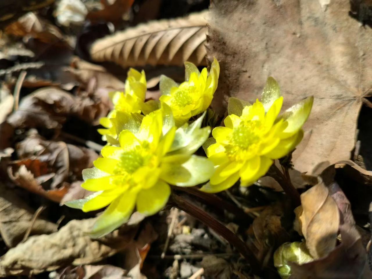 与痛风斗争的历程192

   今早醒来，全身关节还算安稳，没有明显的痛感与不适