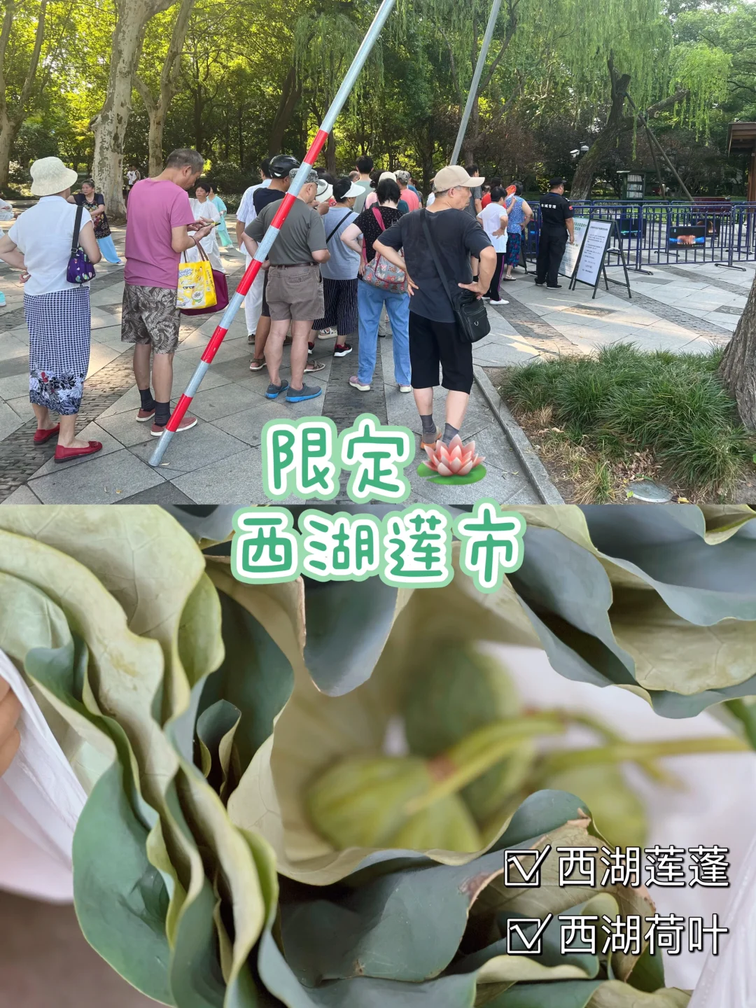 西湖2024限定莲市正式开张❗️攻略存好～