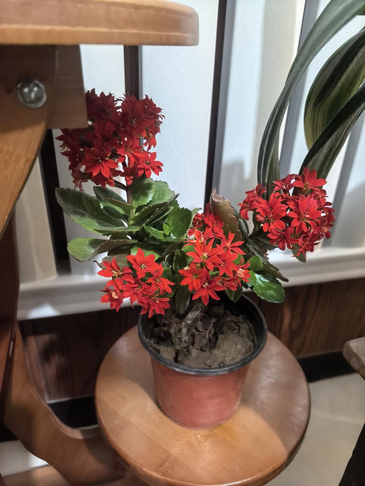 发一张你相册最近拍的花不得不拿出我家的花了，花我家多的是，我可以一天拍一种，一个