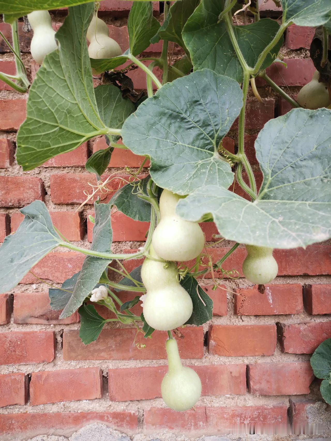 #丰收中国#楼顶小菜园秋季蔬菜采摘集训班，开课了！